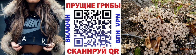 Псилоцибиновые грибы Cubensis Саянск